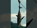 Meet The Mosasaurus JurassicWorld Shorts