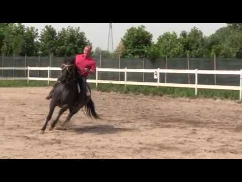 cavallo argentino moro - All. EXCALIBUR