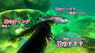 川の中のあらゆる生命を食いまくり、食物連鎖の頂点に立つゲームが神ゲーすぎるｗｗｗ【Feed and Grow Fish】実況プレイ