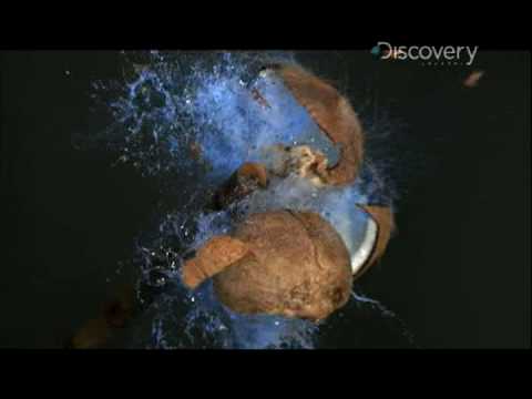 Time Warp - Kali vs Coconut