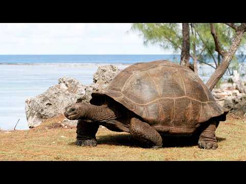 Giant tortoise population thriving as survey discovers 180000 ...