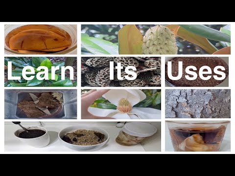 Edible & Medicinal Uses and Identification of the Southern Magnolia Tree (Magnolia grandiflora)