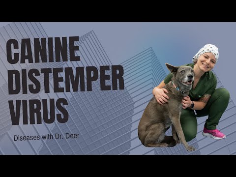 Disease with Dr. Deer - Canine Distemper Virus