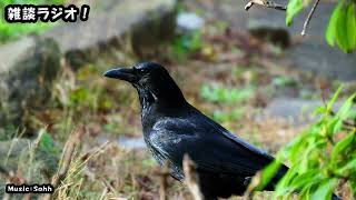 まったり雑談ラジオ　「横須賀 カラス ＆ ゴミ問題」２０２６年３月