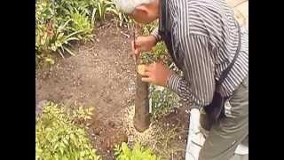 Top Working Plum Tree:: 0038