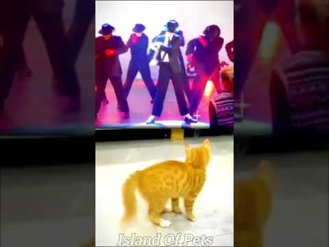funny cat video
