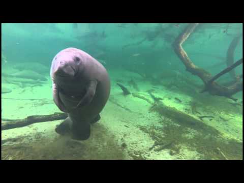 Dancing Manatee