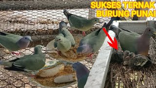 Download lagu SUKSES TERNAK BURUNG PUNAI DAUN mp3 Download lagu SUKSES TERNAK BURUNG PUNAI DAUN mp3