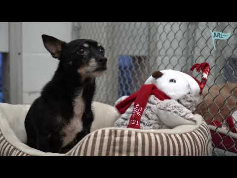 ARL Shelter Dogs pick their Christmas Present