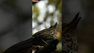 Download lagu Kicauan Burung Anis sisik di Alam Liar mp3 Download lagu Kicauan Burung Anis sisik di Alam Liar mp3