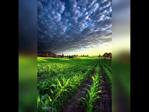 Dj Chris No Beat, João dalzoto - Dança da Roça