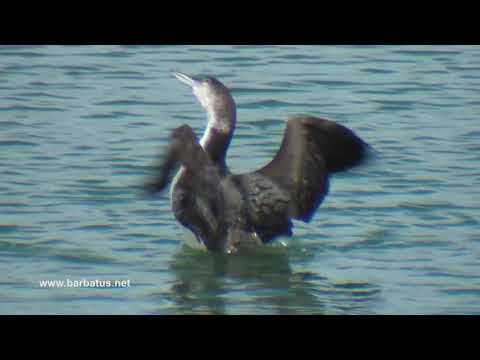Colimbo grande ( Gavia immer ) Great Northern Diver
