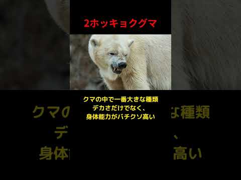 アートにおけるクマについて詳しく解説