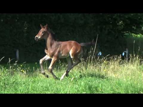 Filou, HF von For Dance - Duke of Hearts XX, *16.06.2017