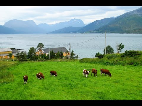 Nano Milking Machine | Nano Milking Machine Manufacturer