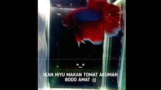 Download lagu Story Wa[Kata Kata Motivasi Versi Ikan Cupang Halfmoon] mp3