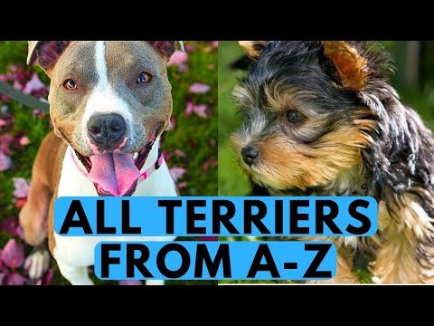 All Terrier Dog Breeds List (from A to Z)