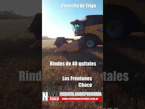 Cosecha de Trigo, Los Frentones, Chaco #revista #agricultura #agriculture #trigo #cosecha