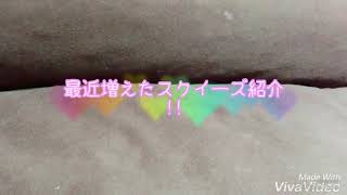 大量!!😂最近増えた✌🏻️スクイーズ紹介🙌🏻💕(無言)