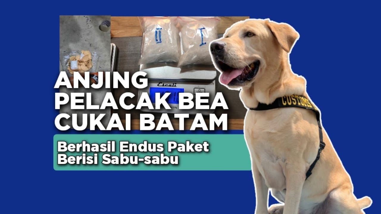 Luigi, Anjing Bea Cukai Batam Berhasil Endus Paket Berisi Sabu-sabu.