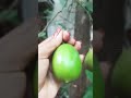 Lime Fresh Lime Lemon Lemon Drink Shorts Lemon Lime Lemonade Nature Naturestatus Satisfying