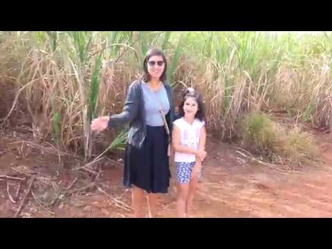 Playing in the sugar cane fields in Brazil São Paulo Countryside