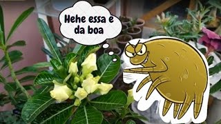 caros destruram minha rosa do deserto  Bridal