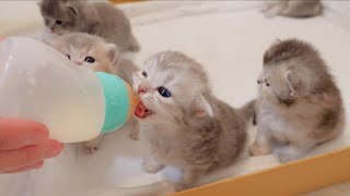 The kitten meowing because it couldn't wait its turn to drink milk was so cute.
