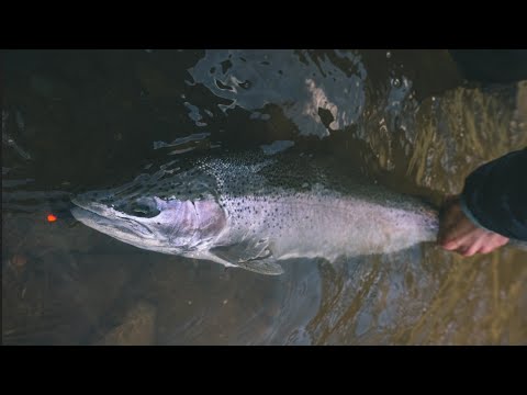 Spey Fishing Spring Steelhead 2022 - The Double Grab