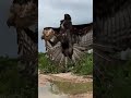 Eagle Capturing Flying Chicken Eagle Eagles Catching Chicken Shorts