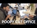 日本だけじゃない、世界で増えつつある【猫同伴OKの会社】に注目!
