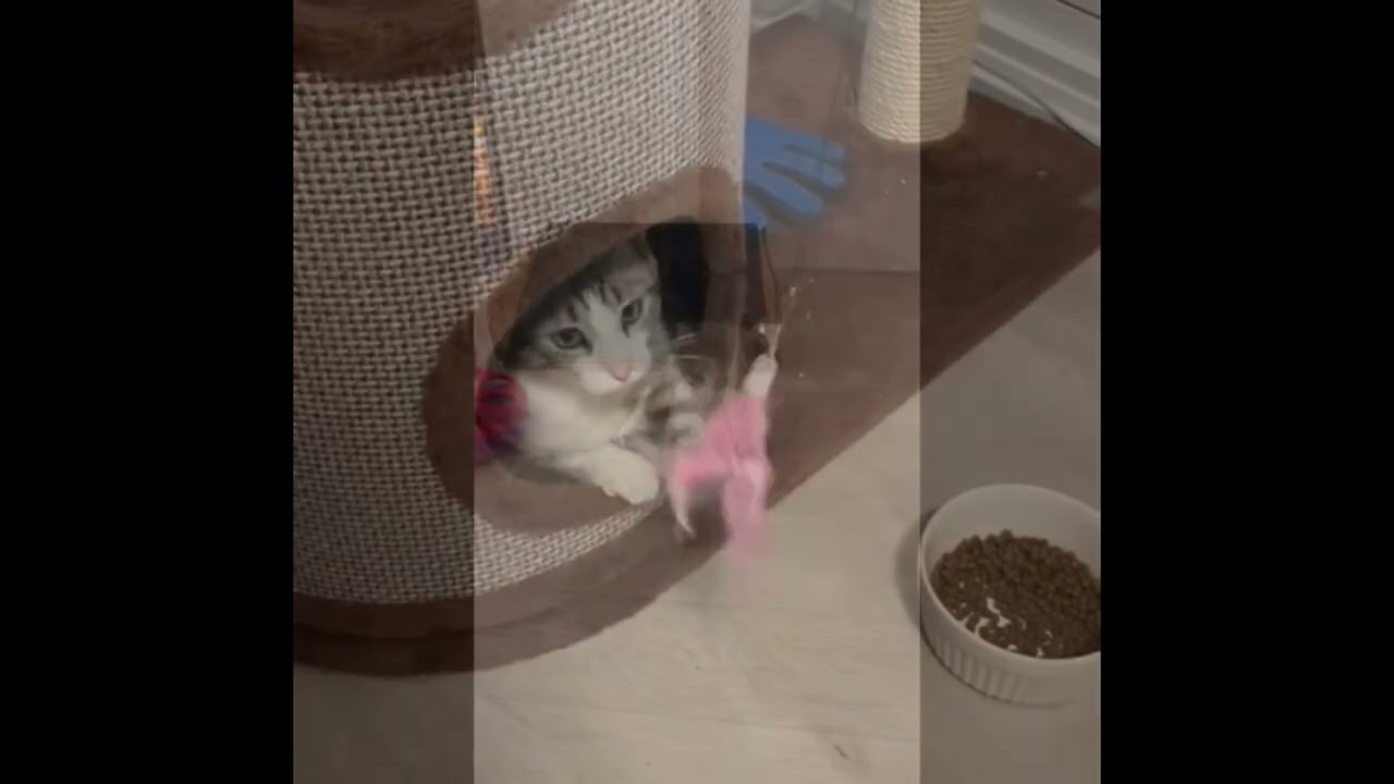 Monkey *special needs (bonded with Mellow), a Adoptable mixed breed in Brampton, ON video 6/6