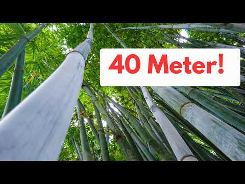 Giant bamboo Dendrocalamus giganteus 5 facts that will blow your mind!
