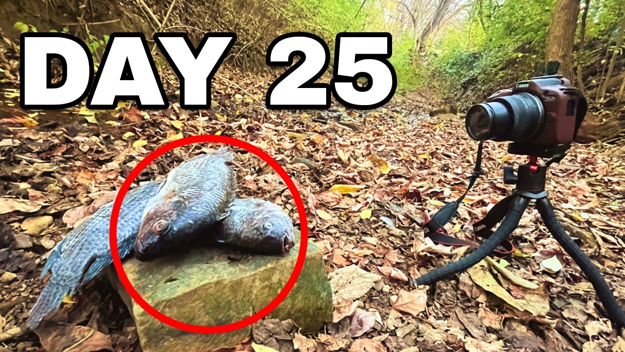 I Left Food in a Forest... What Showed Up?