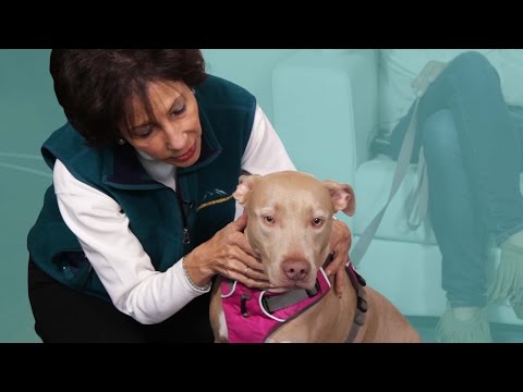 寵物溝通師告訴你毛小孩們到底在想什麼 (Pets See A Pet Psychic)