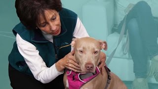 Pets See A Pet Psychic