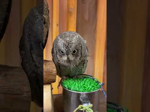 Otus scops distr.png