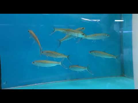 Aquarium Goliath Tiger Fish