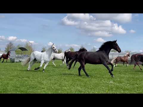Landseizoen 2023 op Hippisch Centrum Nootdorp