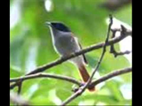 Sentiment- BRUNO MOOKEN