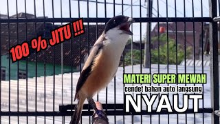 Download lagu burung cendet gacor EMOSI MEWAH untuk PANCINGAN CENDET AGAR BUNYI bikin BURUNG PENTET GACOR NYAUT mp3