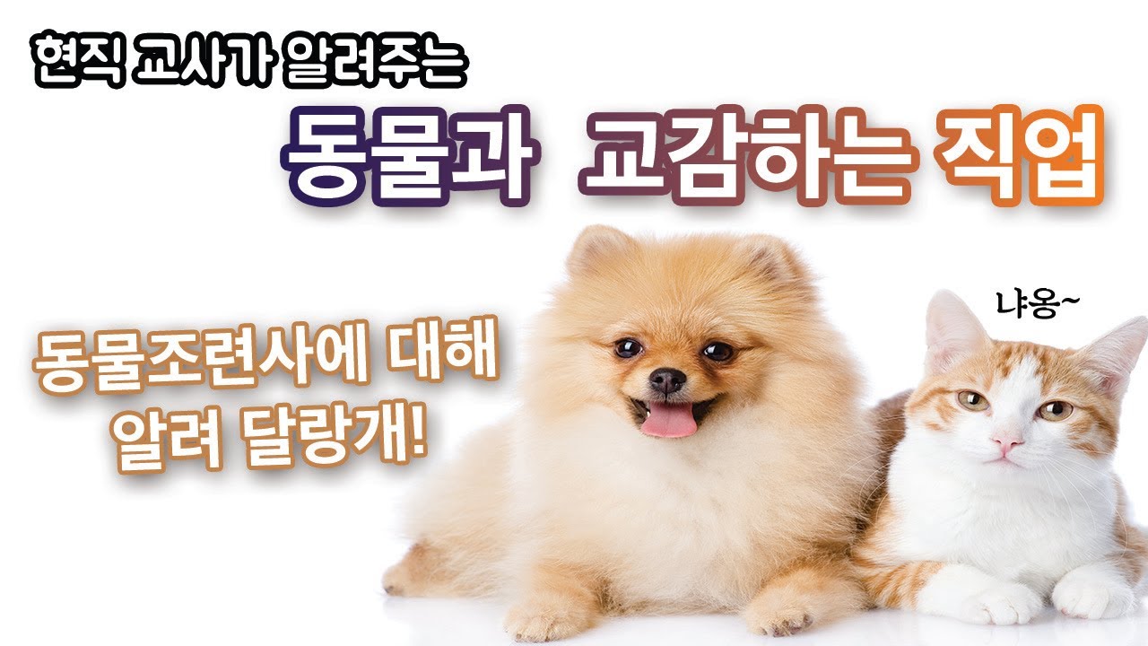 ⭐️직업과 학과⭐️동물조련사가 되려면 무슨 학과를 가야 할까?(특수동물학과 편)[나도 강형욱훈련사처럼~?]