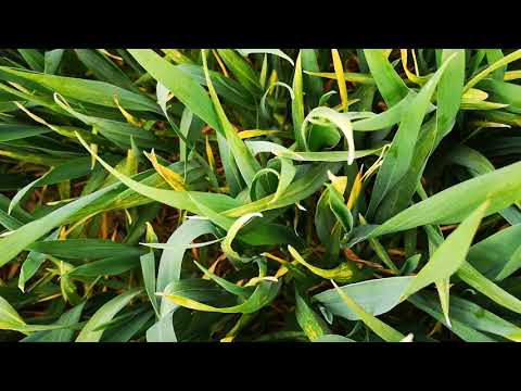 Weizen nach Frost und unter Trockenstress. Septoria oder abiotischer Blattsprenkel.