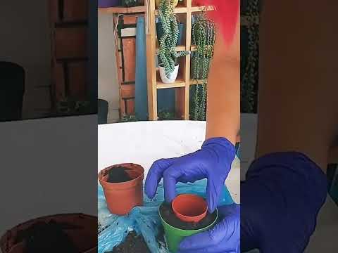 En kolay kaktüs ekimi nasıl yapılır #maymunah #flowers #cactus #çiçek #çiçekbakimi #çiçekbakımı