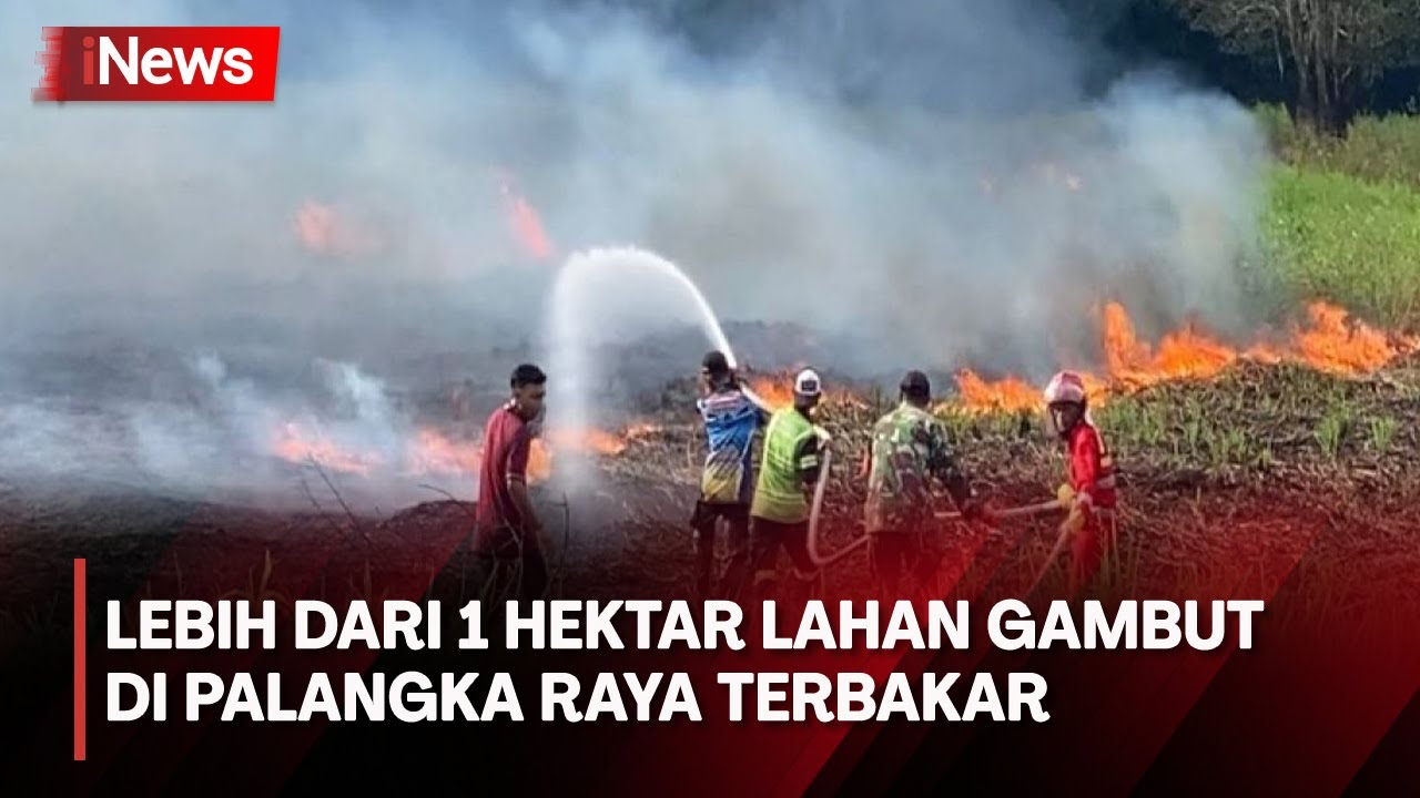 Cuaca Panas Ekstrem, Kebakaran Lahan di Palangka Raya Kian Meluas
