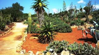 Napfényes Mallorca. /Sunny Mallorca/