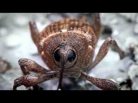 Acorn Weevil recorded with the Hirox Microscope - BBC Nature