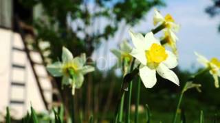Download lagu Tender White Narcissus Flowers in Grass mp3 Download lagu Tender White Narcissus Flowers in Grass mp3