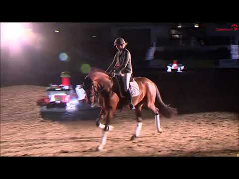 Freigeist - Hengstvorführung Verden 2023