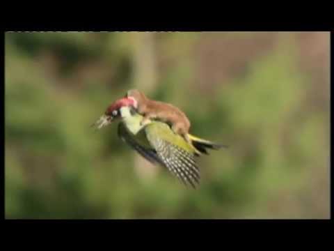 The Woodpecker and Weasel photo